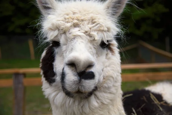 Weiße Alpaka Lama Säugetier Wolle Fell Kopf Bauernhof Tier Lama — Stockfoto