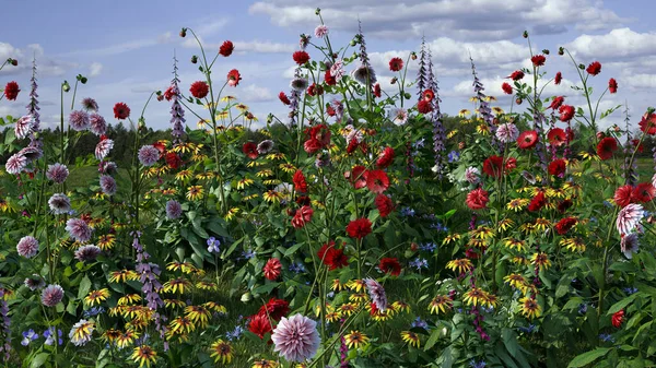 many wildflowers field and blue cloudy sky many flowers nature meadow in bloom 3d illustration