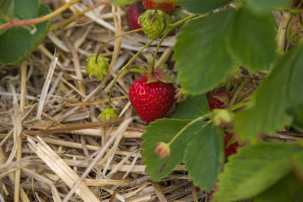 strawberries in field on straw, fresh organic fruits cultivated, sweet strawberry close-up
