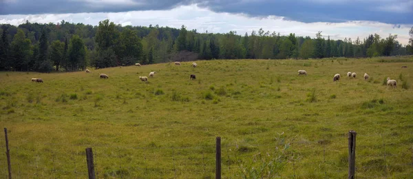 Several Sheep Field Rural Panoramic Landscape Farm Animal Agriculture Meadow — Fotografia de Stock
