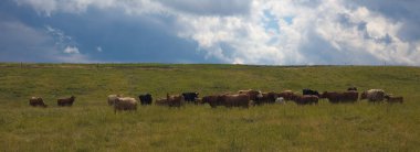 Yeşil tarladaki inek panoramik manzara sürüsü süt çiftliği hayvanı çayırda otluyor kırsal alanda tarım