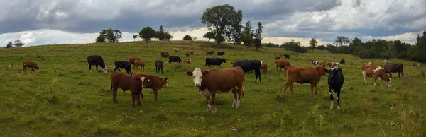 Manada Vacas Campo Paisagem Panorâmica Prado Verde Fazenda Laticínios Marrom — Fotografia de Stock