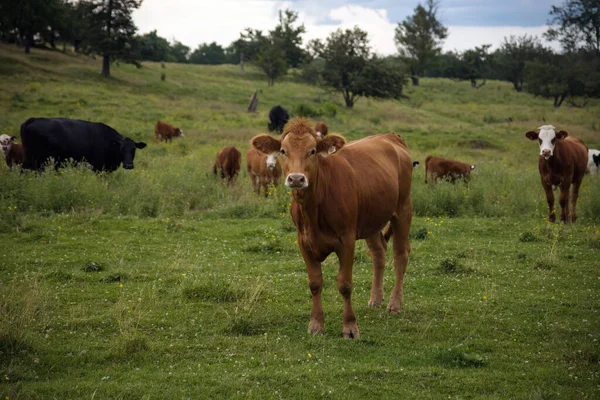들판의 소목장에 소농장 동물들 — 스톡 사진