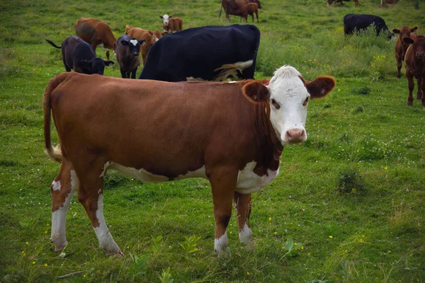 Cow Herd Field Panoramic Landscape Green Meadow Dairy Farm Animal —  Fotos de Stock