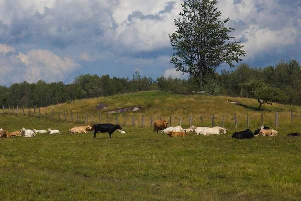 Vacas Descansando Campo Verde Paisagem Panorâmica Ouviu Laticínios Fazenda Animal — Fotografia de Stock