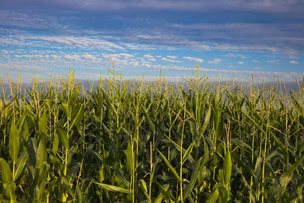 Cornfield Blue Cloudy Sky Organic Corn Harvesting Agriculture Background — Foto de Stock