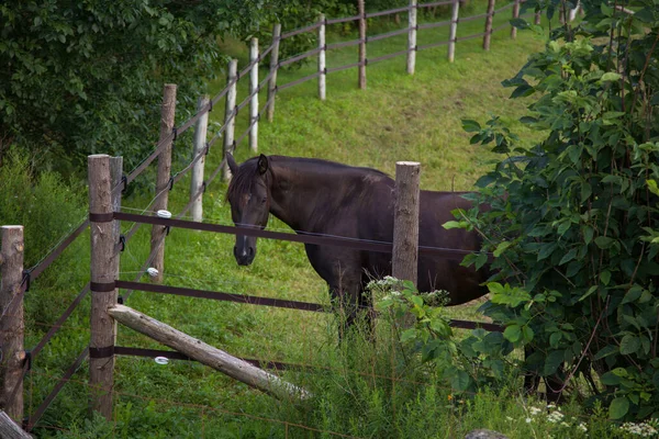 Horse Ranch Wooden Fence Enclosure Country Animal Equine Meadow Countryside — Photo