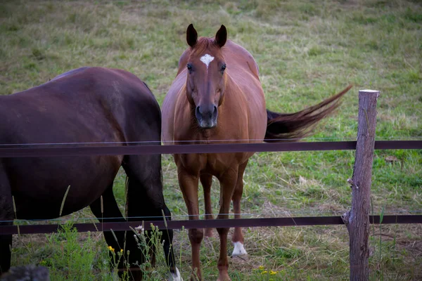 Brown Horse Enclosure Country Farm Animal Wooden Fence Green Field — Fotografia de Stock