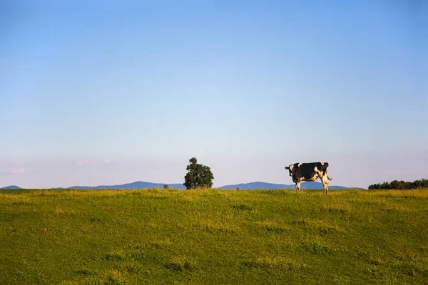 One Cow Horizon Landscape Green Field Mountains Farm Animal Blue —  Fotos de Stock