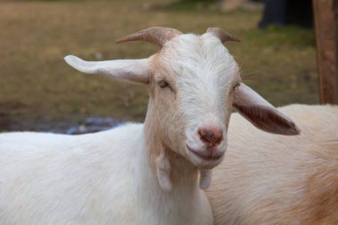 young goat dairy farm animal agriculture livestock