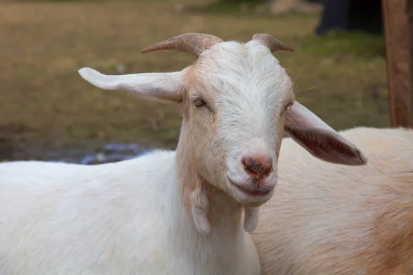 Young Goat Dairy Farm Animal Agriculture Livestock — Zdjęcie stockowe