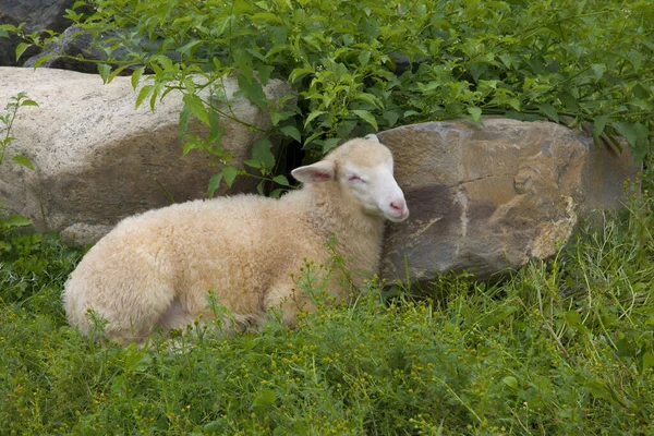 Lamb Relaxing Green Grass Sheep Rocks Nature Country Pasture Farm — 스톡 사진