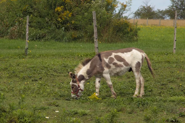 Donkey Grazing Country Animal Farm Small Mammal Green Field Countryside —  Fotos de Stock