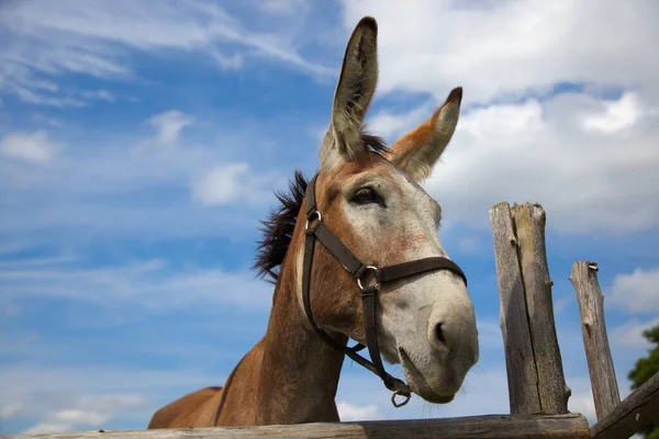 Donkey Blue Sky Clouds Wooden Fence Farm Animal Portrait Big — Stock Fotó