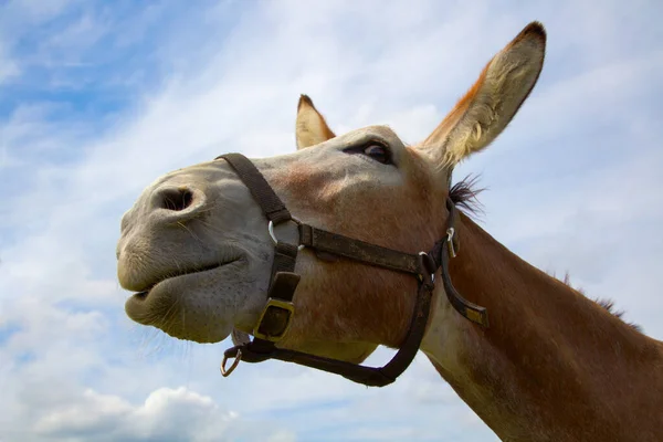 donkey animal head agriculture farm funny countryside mammal on cloudy sky