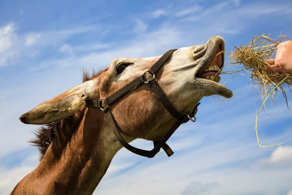 Donkey Hand Feed Jackass Teeth Eating Straw Blue Sky — Photo