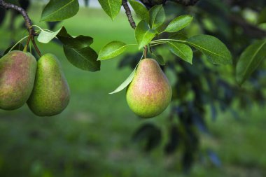 pears tree organic orchard natural fresh sweet fruits agriculture