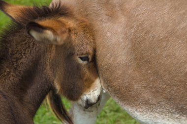 bebek eşek çiftliği hayvanı eşek yeşili çayır çayır komik tay anne büyük kulaklı kırsal çiftlik