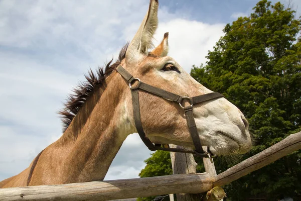 Donkey Blue Sky Clouds Wooden Fence Farm Animal Portrait Big — Photo