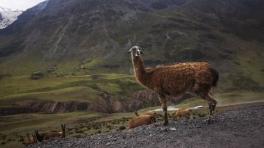 PAISAJE de LA SIERRA PerUANA CON UNA VICUA SILVESTRE DE MUDELO