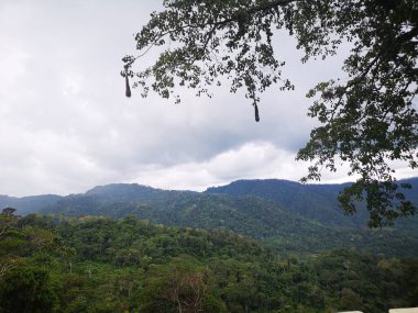 PAISAJE DE LA SELVA PERUANA