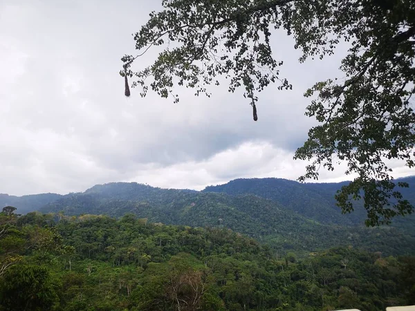 Paisaje Selva Peruana — Zdjęcie stockowe