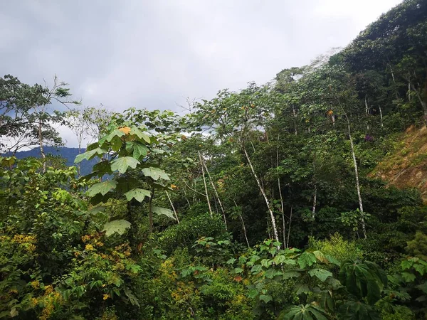 PAISAJE DE LA SELVA PERUANA