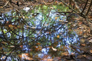 Ağaçların yansımasıyla su birikintisinde süzülen ölü yapraklar.