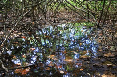Ağaçların yansımasıyla su birikintisinde süzülen ölü yapraklar.