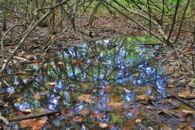 Ağaçların yansımasıyla su birikintisinde süzülen ölü yapraklar.