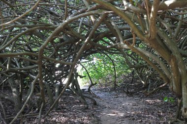 Arka planda yeşillik olan ağaç tüneli manzarası