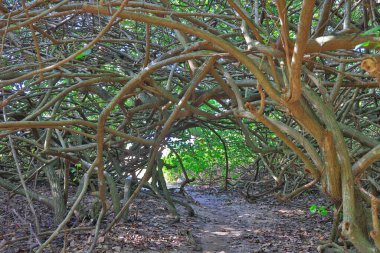 Arka planda yeşillik olan ağaç tüneli manzarası