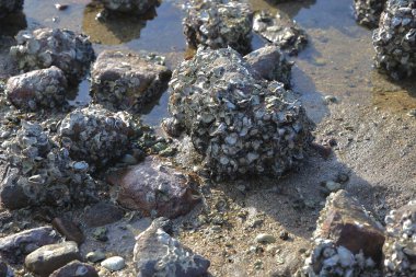 Islak plaj kayaları ve güneş ışığında deniz kabukları