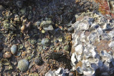 Islak plaj kayaları ve güneş ışığında deniz kabukları
