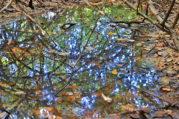 Döda Blad Flyter Pöl Med Träd Reflektion — Stockfoto