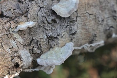Ağaç kabuğu yüzeyinde parlak mantar