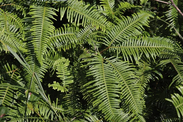 Jungle Leaves Background Beautiful Green Fern Growing Sunlight — Stock Photo, Image