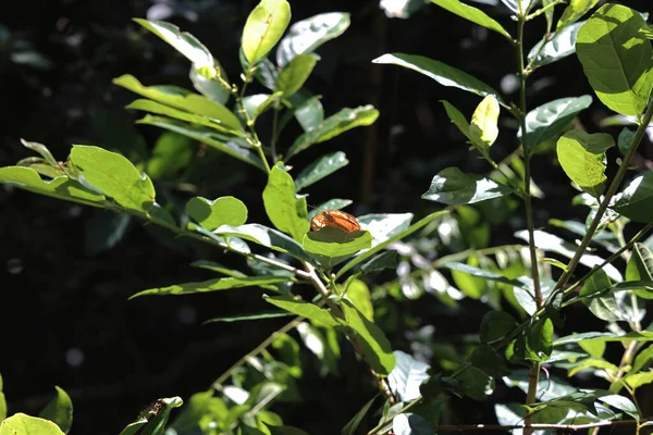 Schmetterling Sitzt Auf Einer Grünen Pflanze Hellen Sonnenlicht — Stockfoto