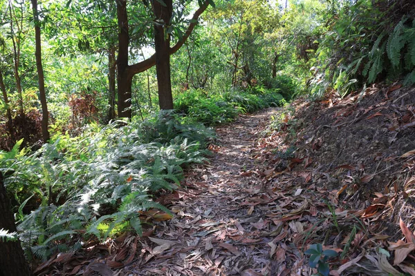 Weg Und Grün Razor Hill Hongkong Oktober 2021 — Stockfoto