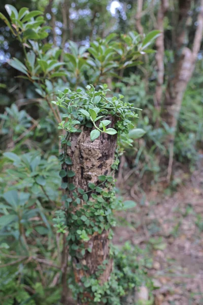Grüne Blätter Wachsen Auf Geschnittenem Baumstumpf — Stockfoto