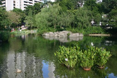 Hong Kong parkının manzarası, merkez, hk