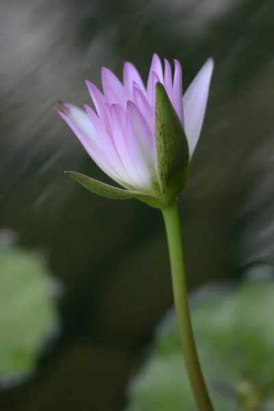 Las Hermosas Flores Lirio Agua Estanque Del Parque — Foto de Stock