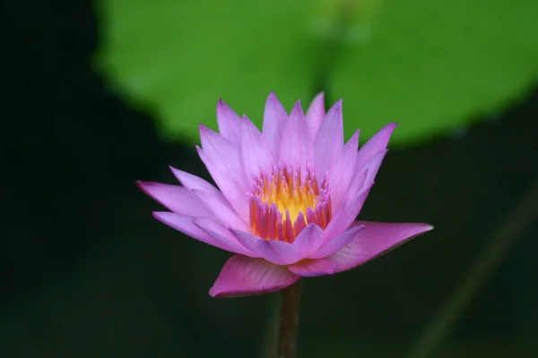 Güzel Çiçekler Üzerinde Zambak Park Göleti — Stok fotoğraf