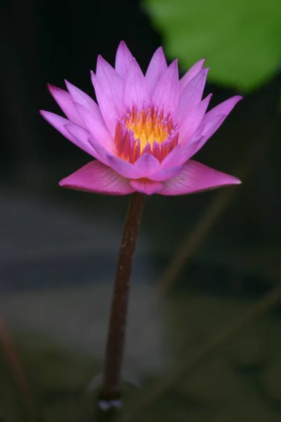 Las Hermosas Flores Lirio Agua Estanque Del Parque — Foto de Stock