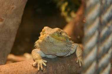 Yemekten sonra yeşil bir iguana koçanların üzerinde dinleniyordu.