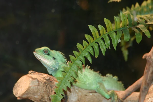 Ein Grüner Leguan Ruhte Nach Einer Mahlzeit Auf Einem Maiskolbenholz — Stockfoto