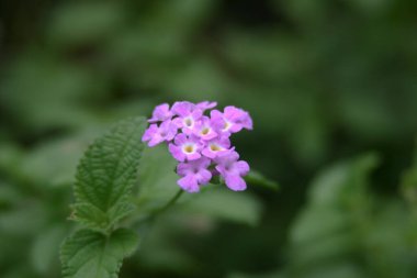 Yaz bahçesinde açan renkli bir lantana Camara.