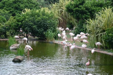 Kowloon Park 'taki Flamingo, Hong Kon.