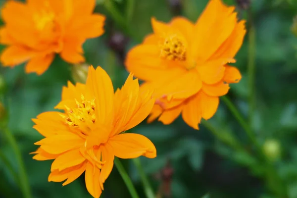 Nahaufnahme Von Sommer Schwefel Kosmos Blume Gelbe Kosmos Blume — Stockfoto
