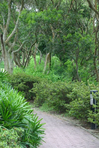 Weg Durch Den Park Der Gartenweg — Stockfoto